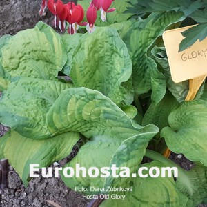 Hosta Old Glory - Eurohosta