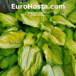 Hosta Old Glory - Eurohosta