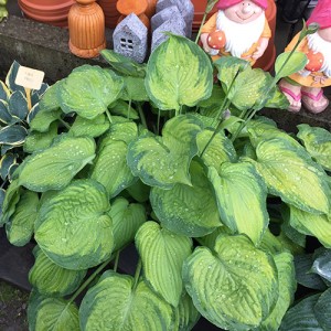 Hosta Old Glory - Eurohosta