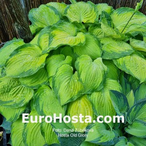 Hosta Old Glory - Eurohosta