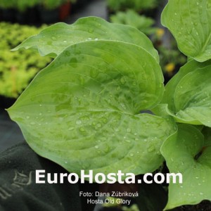 Hosta Old Glory - Eurohosta