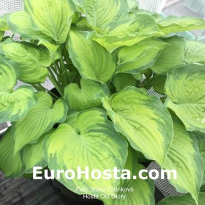 Hosta Old Glory - Eurohosta