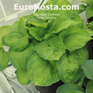 Hosta Old Glory - Eurohosta