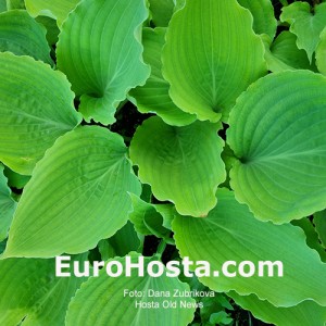 Hosta old News