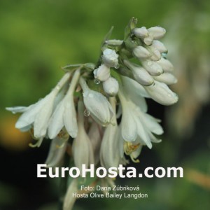 Hosta Olive Bailey Langdon - Eurohosta