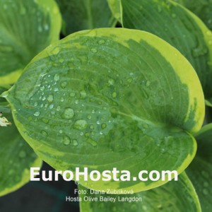 Hosta Olive Bailey Langdon - Eurohosta