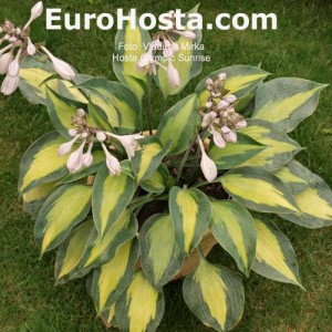 Hosta Olympic Sunrise