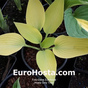 Hosta Only Time