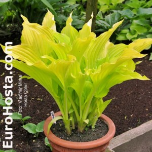 Hosta Ophir