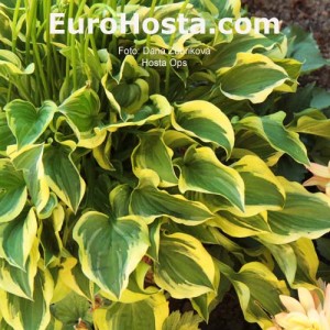 Hosta Ops