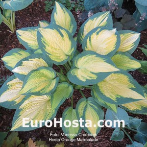 Hosta Orange Marmalade - Eurohosta