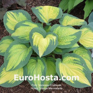 Hosta Orange Marmalade - Eurohosta