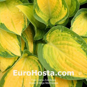 Hosta Orange Marmalade - Eurohosta