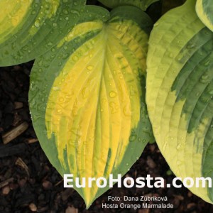 Hosta Orange Marmalade - Eurohosta