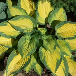 Hosta Orange Marmalade - Eurohosta