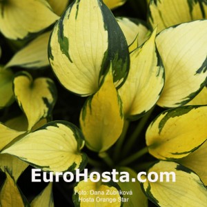 Hosta Orange Star