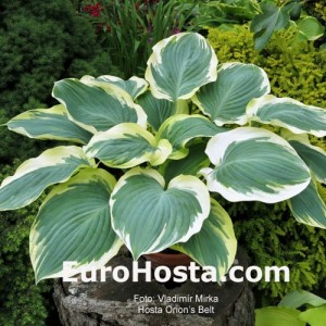 Hosta Orion’s Belt - Eurohosta