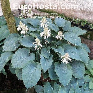 Hosta Queen of the Seas - Eurohosta