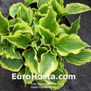 Hosta Paisley Border