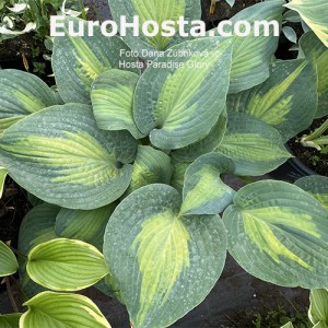 Hosta Paradise Glory