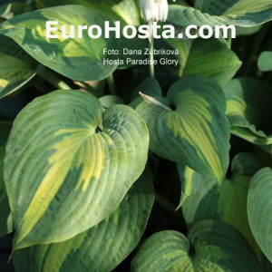 Hosta Paradise Glory - Eurohosta