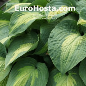 Hosta Paradise Glory - Eurohosta