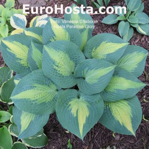 Hosta Paradise Glory