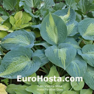 Hosta Paradise Glory - Eurohosta