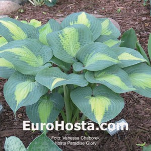 Hosta Paradise Glory