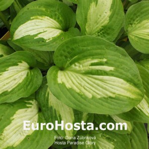 Hosta Paradise Glory - Eurohosta