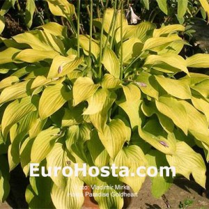 Hosta Paradise Goldheart