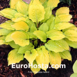 Hosta Paradise Island - Eurohosta