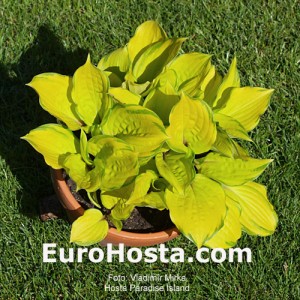 Hosta Paradise Island - Eurohosta