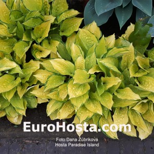 Hosta Paradise Island - Eurohosta