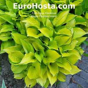 Hosta Paradise Island - Eurohosta