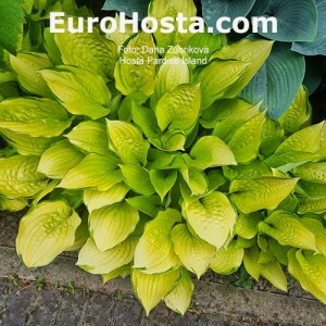 Hosta Paradise Island - Eurohosta