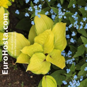 Hosta Paradise Island - Eurohosta