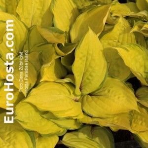 Hosta Paradise Island - Eurohosta