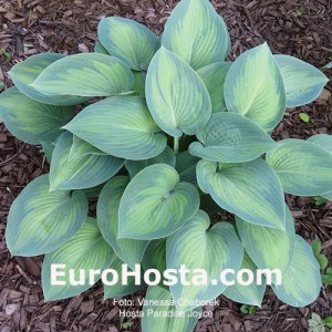 Hosta Paradise Joyce