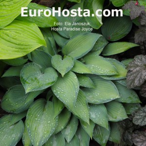 Hosta Paradise Joyce - Eurohosta