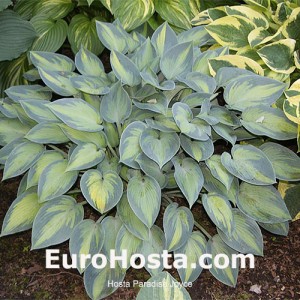 Hosta Paradise Joyce