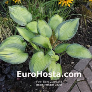 Hosta Paradise Joyce - Eurohosta