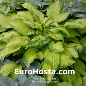 Hosta Paradise Power - Eurohosta