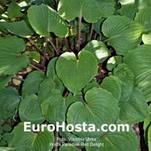 Hosta Paradise Red Delight - Eurohosta