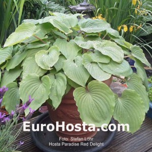 Hosta Paradise Red Delight