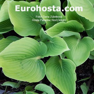 Hosta Paradise Red Delight