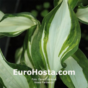 Hosta Parthenon