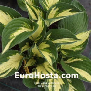 Hosta Pathfinder - Eurohosta