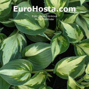 Hosta Pathfinder - Eurohosta