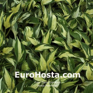 Hosta Pathfinder - Eurohosta